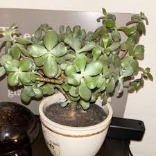 Image result for Crassula globularioides