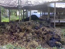 Pakan Lele Organik Dan Cara Pembuatannya Asik Beternak Belajar Beternak