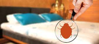 Bed bugs are troublesome household pests. Debunking Common Bed Bug Myths Anderson Pest Solutions