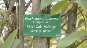 Image result for Brachylaena huillensis