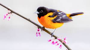 Close up of a single male baltimore oriole sitting on a bird feeder in a backyard in wisconsin with Baltimore Bullock S Orioles Will Retain Separate Identities Cornell Chronicle