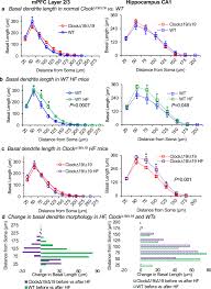 Often in this podcast jesse and dodger exchange weird looks at each other and laugh to themselves it is currently unknown why they do this though. The Clock Mechanism Influences Neurobiology And Adaptations To Heart Failure In Clock 19 19 Mice With Implications For Circadian Medicine Scientific Reports