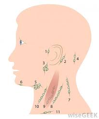 How Do I Know If I Have Swollen Lymph Nodes With Pictures Swollen Lymph Nodes Lymph Nodes Lymphatic Drainage Massage