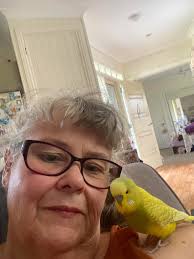 Dog jumping training for space awareness