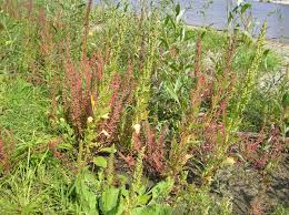 Image result for Rumex crispus