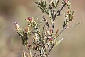 Image result for Pechuel-Loeschea leubnitziae