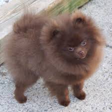 Black And Brown Pomeranian For Sale Brown Is The Color Of Dark Wood Or Rich Soil Description From Imgarcade Com I Searched For This On Bing Com Pomeranian Puppy Chocolate Pomeranian Pomeranian