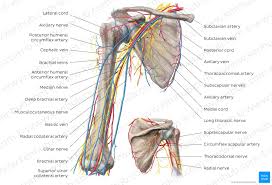 Arm muscle diagram muscles of the rotator cuff human anatomy and physiology lab bsb 141. Shoulder Nerve Anatomy Anatomy Drawing Diagram