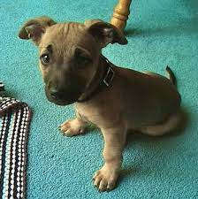 The pitbull chihuahua mix is the result of a pitbull mixed with chihuahua. Half Pitbull And Half Chihuahua Online