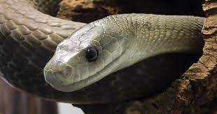 Le daily geek show vous en présente 10 parmi les plus dangereux du monde. 10 Serpents Si Venimeux Qu Ils Vous Tueraient D Une Seule Morsure