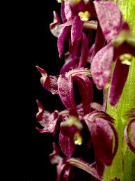 Image result for Malaxis maclaudii