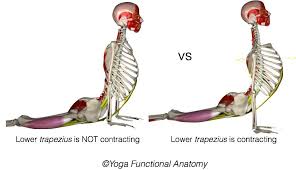 Scapular Action In Upward Facing Dog Upward Facing Dog Upward Facing Dog Pose Yoga Anatomy