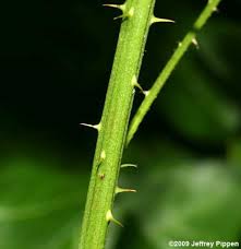 Image result for Rubus pinnatus