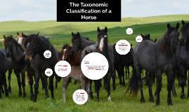 The Taxonomic Classification Of A Horse By Claire Yegian