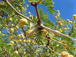 Image result for Acacia erioloba