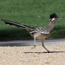 Birds Of The Southwest Usa Pictures Of State Birds In 2020 State Birds Road Runner Desert Animals
