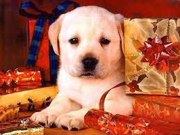 Christmas Wallpaper Christmas Time Cute Dogs Images Cute White Dogs Cute Cats And Dogs