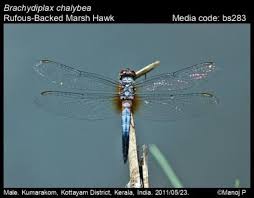 Image result for Brachychloa