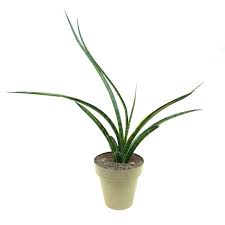 Image result for Dracaenaceae