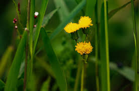 Image result for Crassocephalum montuosum