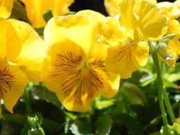 Pansy Cats Yellow Yellow Cat Pansies Flowers