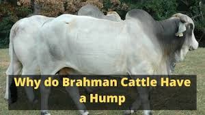When i did my beef industry q&a a few months ago, many of y'all had questions about what a brahman's hump actually was. Why Do Brahman Cattle Have A Hump The Livestock Expert