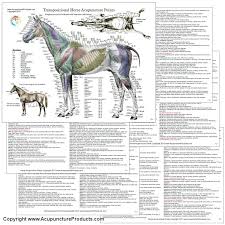 20 Described Acupuncture Alarm Points Chart