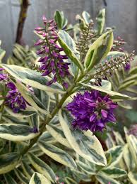 Image result for Hebe