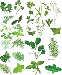 Herbal Vector Clipart Herbs Illustration Botanical Drawings Herbs
