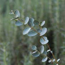 Eucalyptus Silver Drop Eucalyptus Eucalyptus Plant For Sale Plants Silver Dollar Eucalyptus