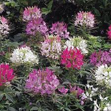 Image result for Cleome elegantissima