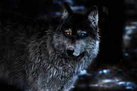 Right now we have 85+ background pictures, but the number of images is growing, so add the webpage to bookmarks and. 2048x2048 Wolf Heterochromia Fantasy Ipad Air Hd 4k Wallpapers Images Backgrounds Photos And Pictures