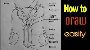 Media in category labeled photographs of human male genitalia. How To Draw Male Reproductive System Easily Cbse Diagram Youtube