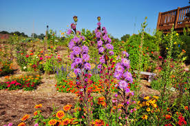 Image result for Dierama parviflorum