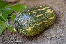 2 le migliori zucche da mangiare. Zucca Tipi Commestibili E Usi In Cucina Come Scegliere La Zucca Migliore