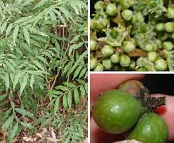 Image result for Sapindus saponaria