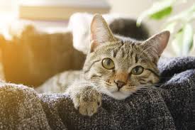 Feline geriatric vestibular syndrome causes a cat to lose all sense of balance like severe vertigo in humans. Guidelines On How To Treat Feline Vestibular Syndrome