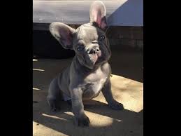 The french bulldog is a sturdy, compact, stocky little dog, with a large square head that has a rounded forehead. James Slater Is From West Virginia And Breeds French Bulldogs Akc Proudly Supports Ded French Bulldog Breeders French Bulldog For Sale Bulldog Puppies For Sale
