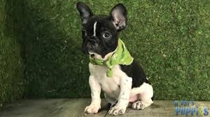 French bulldogs for adoptionselect a breed. French Bulldog Nessys Puppies Of Kendall