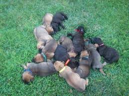Find and adopt a pet on petfinder today. Iccf Registered Cane Corso Puppies For Sale In Evansville Indiana Classified Americanlisted Com