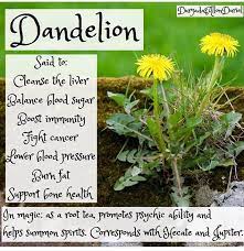 Dandelion Healing Remedies Witchcraft Herbs Floral Magical Herbs Herbal Magic Green Witch