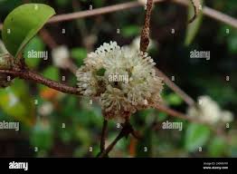 Image result for Croton pseudopulchellus