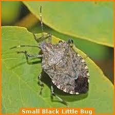 Black Beetle Bug In House Pin On Beetles