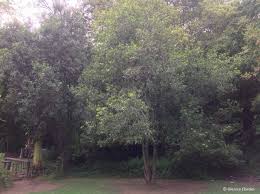 Image result for Faurea saligna