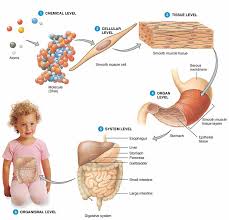 Cells Tissue Organ Organ System Ssds Science2014 5775