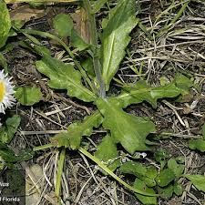 Image result for Erlangea remifolia