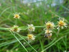 Image result for Rhynchospora holoschoenoides