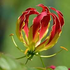 Image result for Littonia