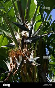 Image result for Strelitzia alba