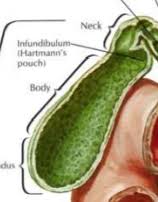 Gallbladder cancer is a rare type of cancer which forms in the gallbladder. Gallbladder Functions And Biliary Disorders Part 1 Flashcards Quizlet